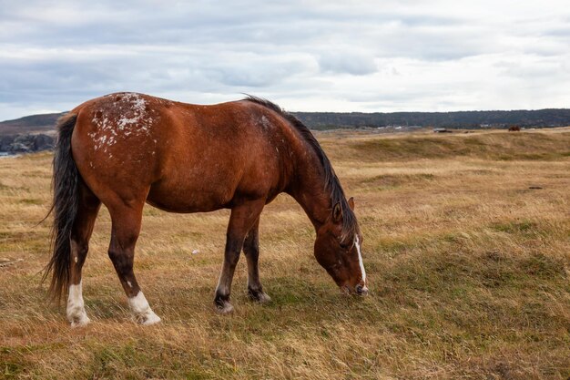 Wild paard op een grasveld