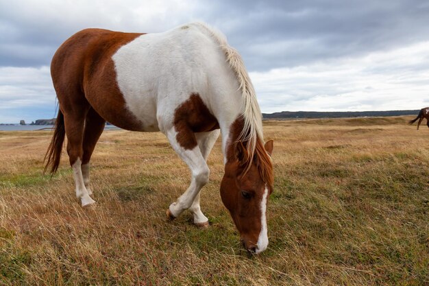 Wild paard op een grasveld