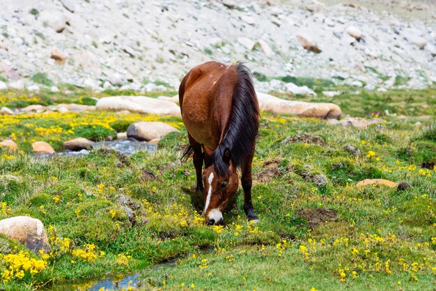 Wild paard op een groene weide en bergachtergrond