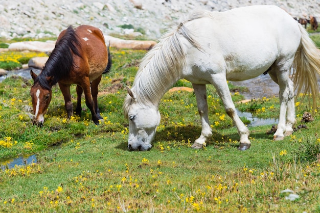 Wild paard op een groene weide en bergachtergrond