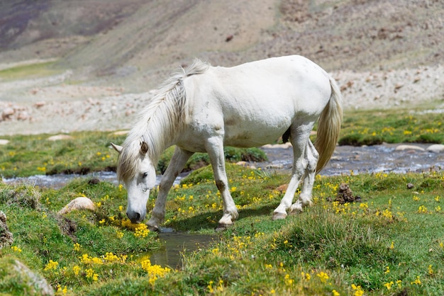Wild paard op een groene weide en bergachtergrond
