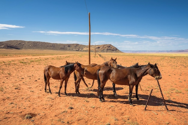 Wild paard van de Namib-woestijn in de buurt van Aus Zuid-Namibië