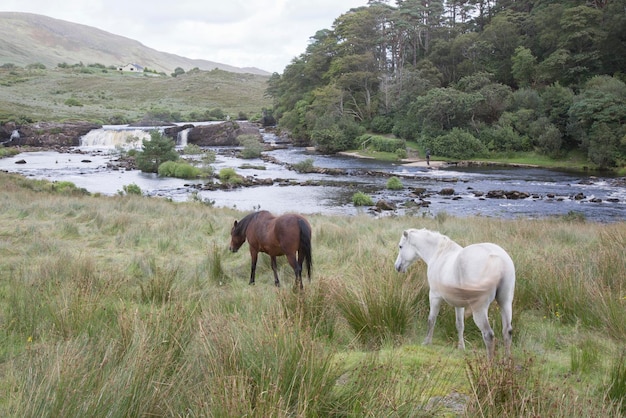 Wild paarden bij Ashleigh Falls Leenane Connemara Galway Ierland