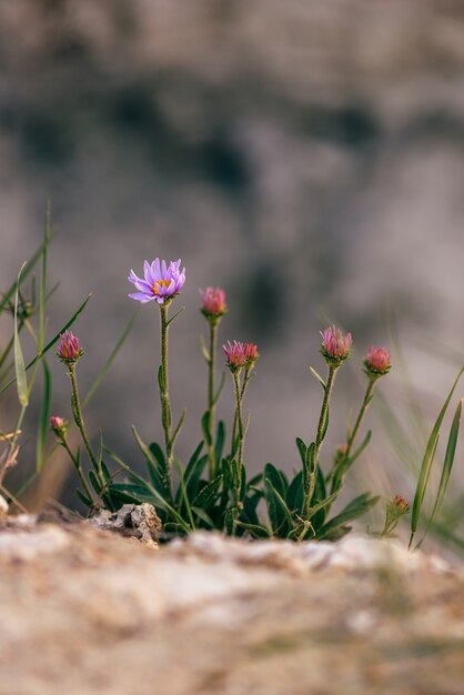 Wild paarse bloem op rots