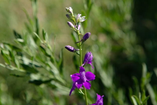 Wild paarse bloemen op het veld