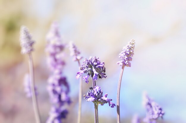 Wild paarse salvia bloemen (salvia nemorosa), zachte focus en vintage afgezwakt kleur.