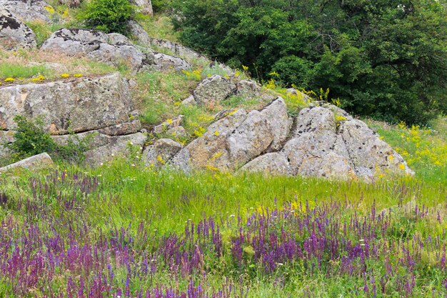 Wild paarse salvia bloemen