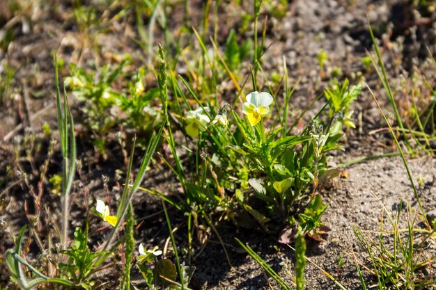 Wild pansy on the meadow