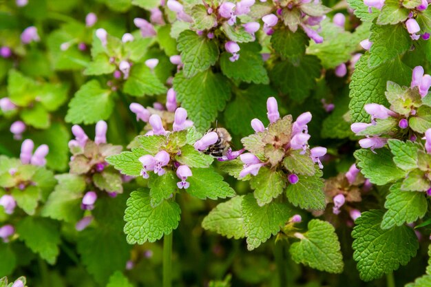 Wild park bloemen