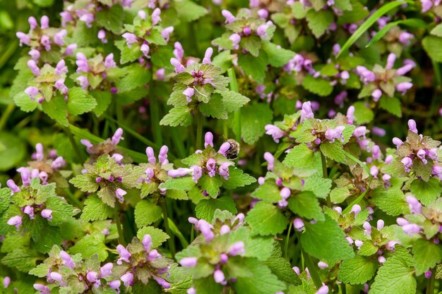 Wild park bloemen