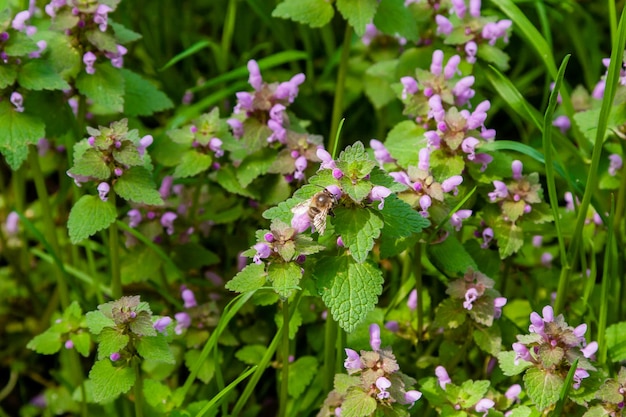 Wild park bloemen