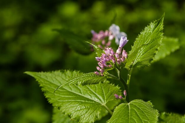 Photo wild park flowers