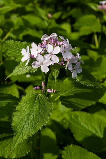 Photo wild park flowers