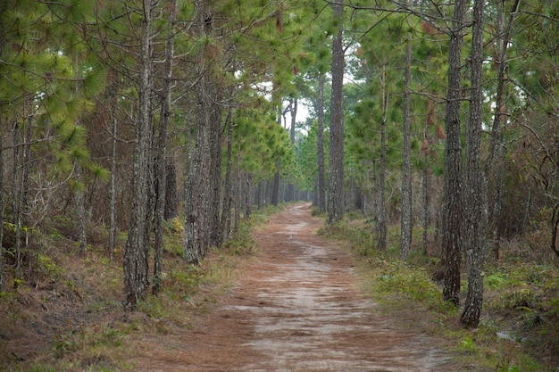 Wild paths in the forest