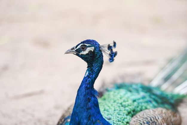 Wild peacock 