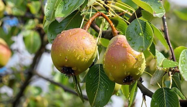 Wild pear fruits on their branch