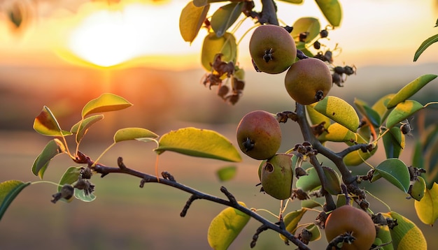 Wild pear fruits on their branch