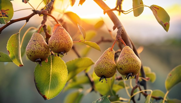 Wild pear fruits on their branch