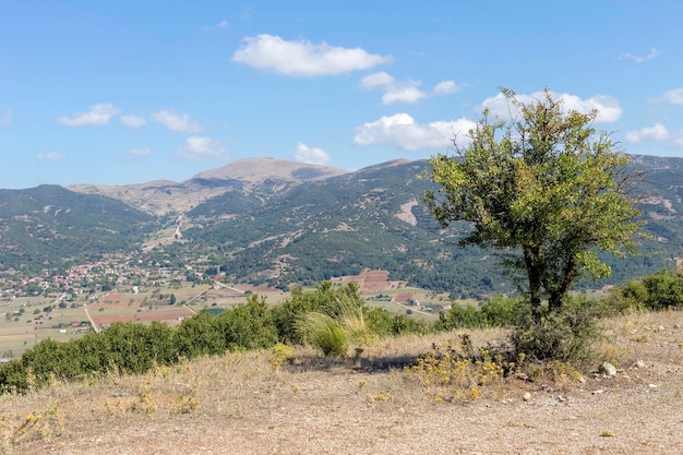 Дикая груша Pyrus communis растет в горах