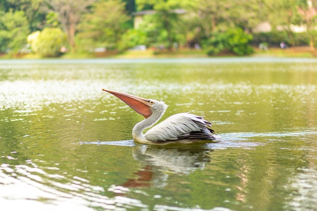 Wild pelican fishing in the city lake.