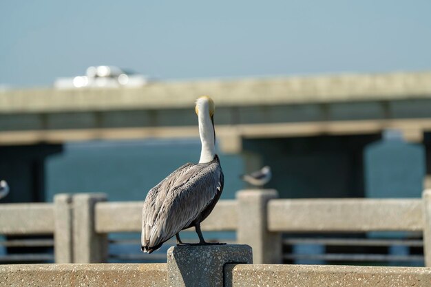 Wild pelican water bird perching on harbor railing in Florida Wildlife in Southern USA