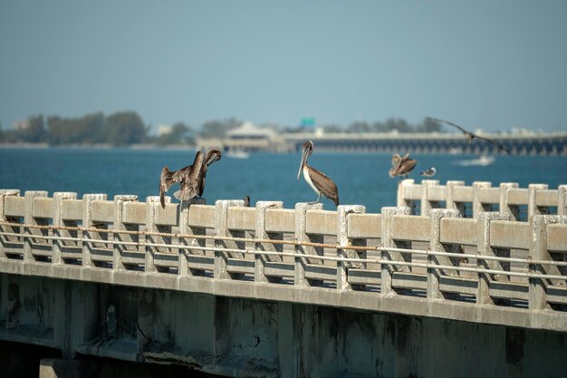 사진 플로리다의 파 베이 (tampa bay) 에 있는 선샤인 스카이웨이 브리지 (sunshine skyway bridge) 앞의 레일링에 앉아 있는 야생 펠리칸 물새.