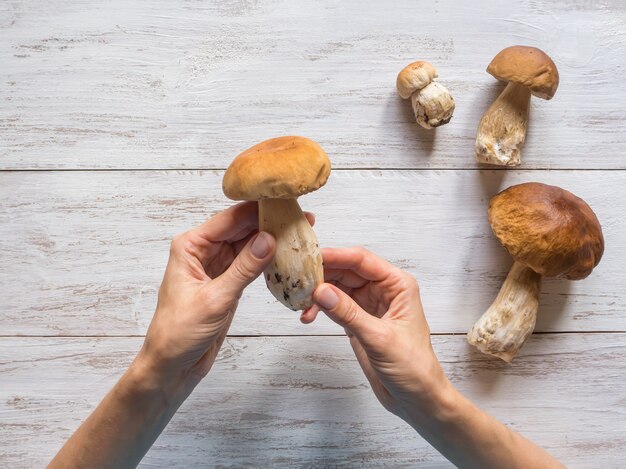 Wild penny bun on the white wooden table. Harvest autumn edible mushrooms.