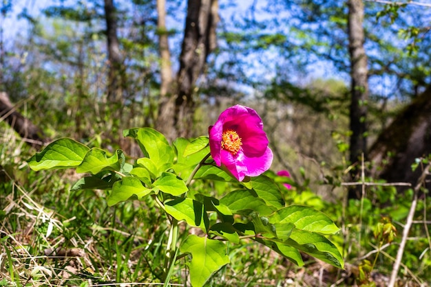 Wild peony flower paeonia caucasica in the spring forest