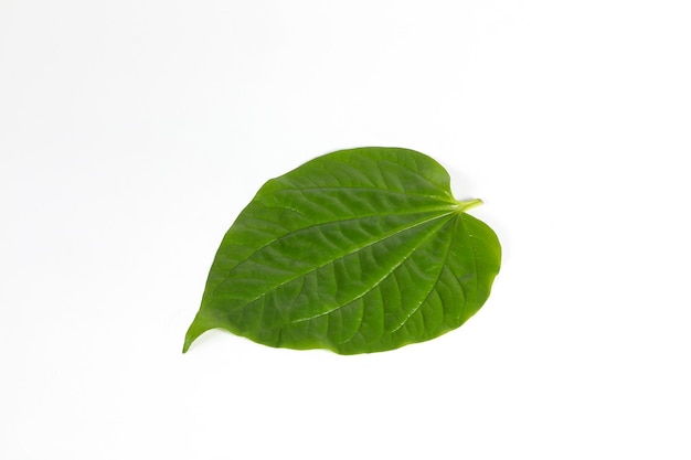 Wild Pepper Leaf