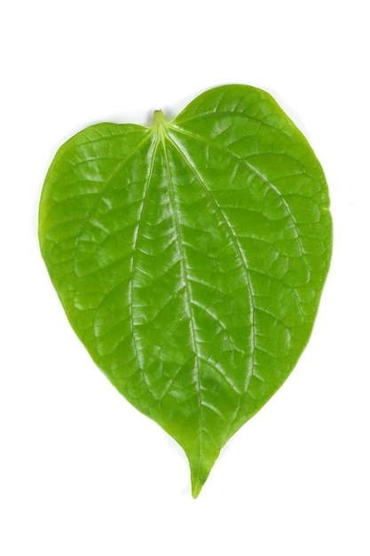 Wild Pepper Leaf