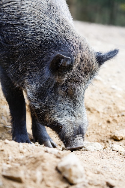 Wild pig in the summer forest