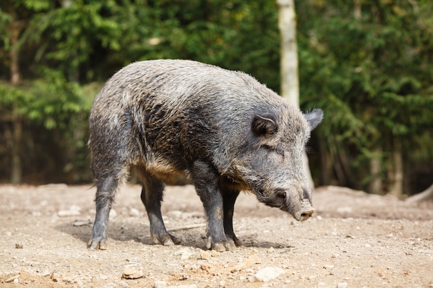 夏の森の野生の豚