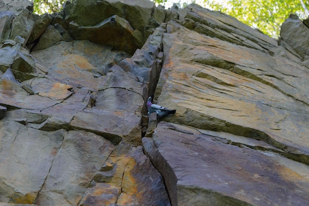 A wild pigeon is sitting in a crevice of large stones