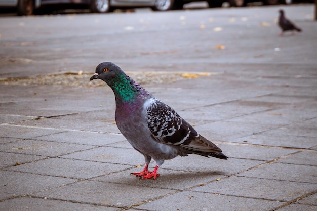 Wild pigeon looking for food on the floor