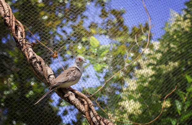 Wild pigeon turtledove sits on a branch in a cage at the zoo Front view