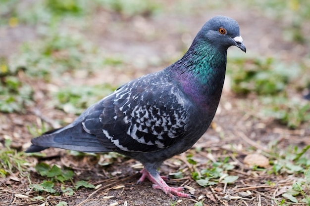 A wild pigeon walks on the ground