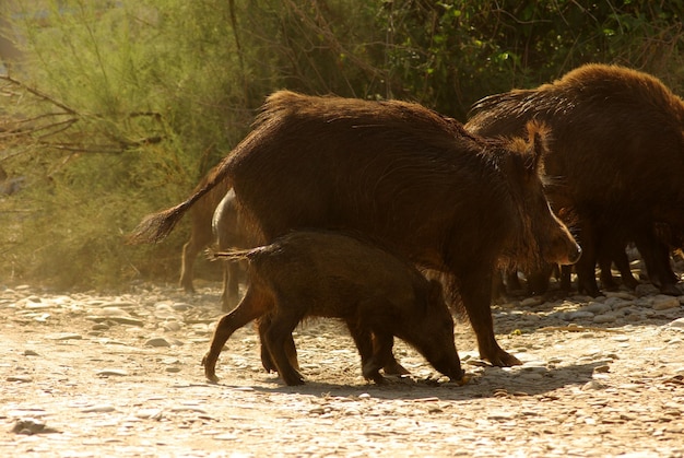 Wild pigs looking for food on a stony beach