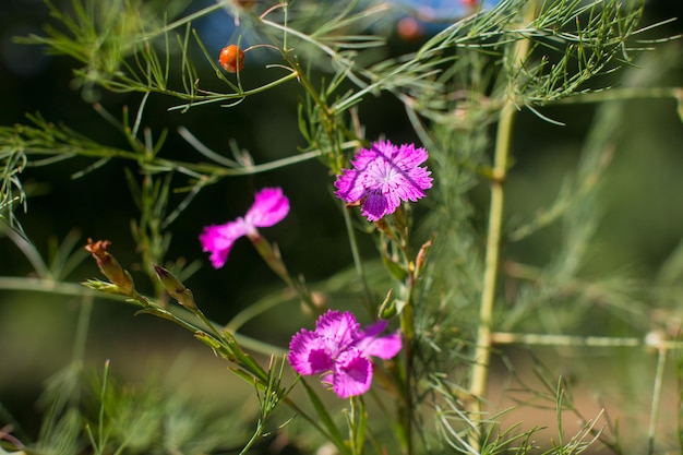 Photo wild pink field carnation meadow wild flower