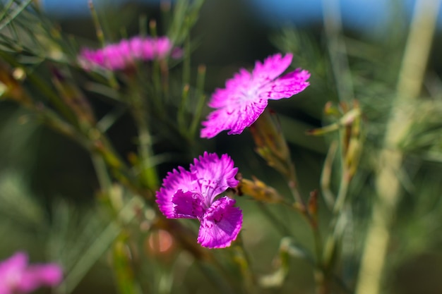 Wild pink field carnation Meadow Wild Flower