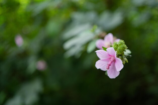 Wild pink flower and tobacco flower when is blossom at the spring time on garden