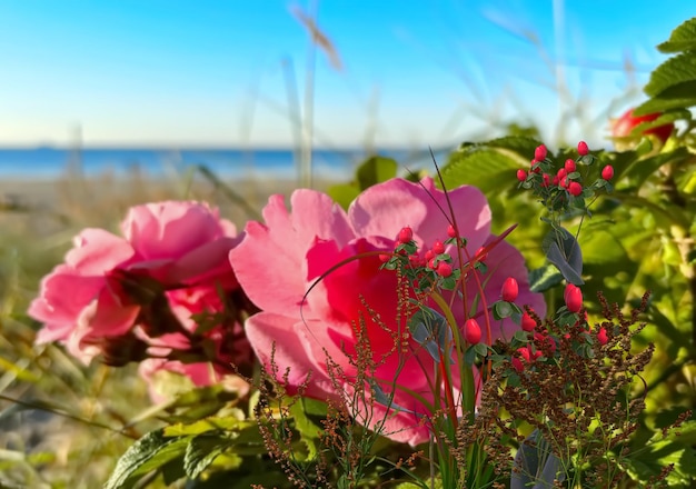 wild pink  flowers bush  dog roses  and green grass on beach at sea blue sky on horizon nature