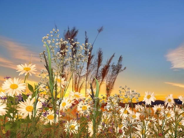 野生のピンクの花カモミールの動詞と日没時の牧草地の草