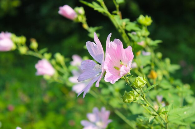 Photo wild pink mallow