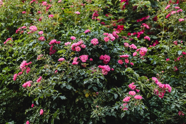 Поверхность диких розовых роз