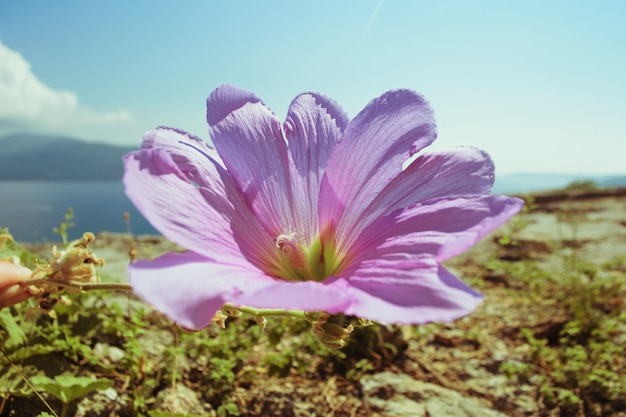 Wild pitunia grows on a rocky terrain in the open air. In the background the sea and mountain range.