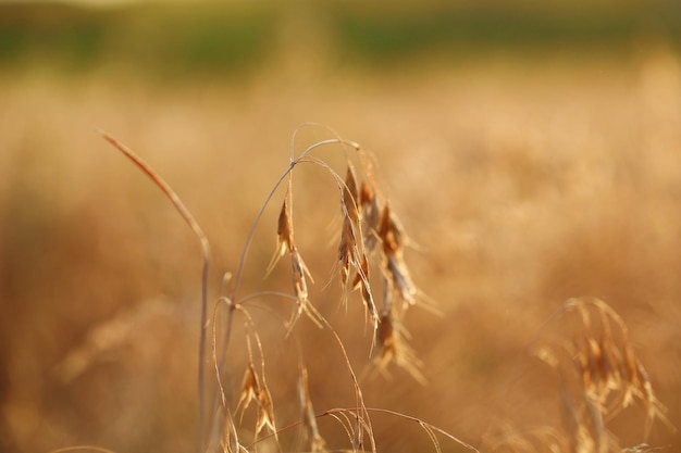 Wild plant in field