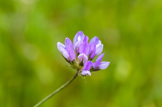 Wild plant; scientific name; Bituminaria bituminosa