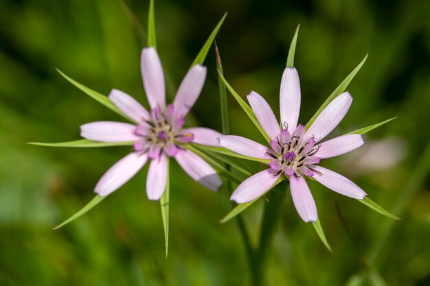 야생 식물; 과학적인 이름; Geropogon hybridus 또는 Tragopogon porrifolius