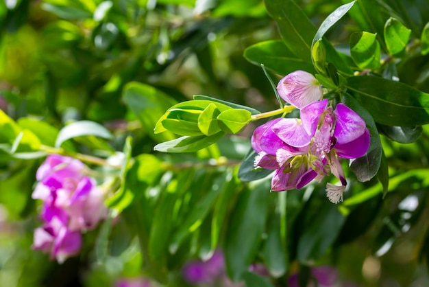 Wild plant; scientific name; polygala myrtifolia