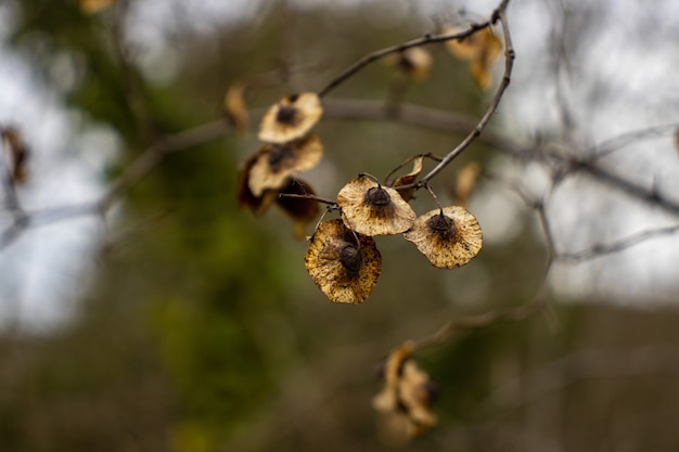 Wild plant with thorns. Close-up. Dried prickly plant. Macro photo. The rough texture of the surface of the plant. Dried thorn. Dry plant stem. Small details close up